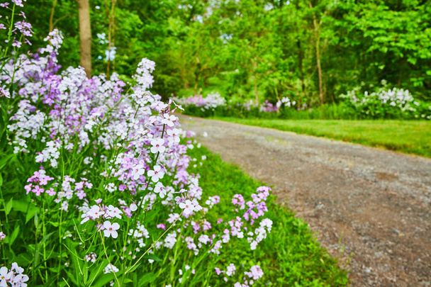Kép a foltot a lila virágok a Dames Rocket évelők mellett kavicsos utat az erdőbe - Fotó, kép