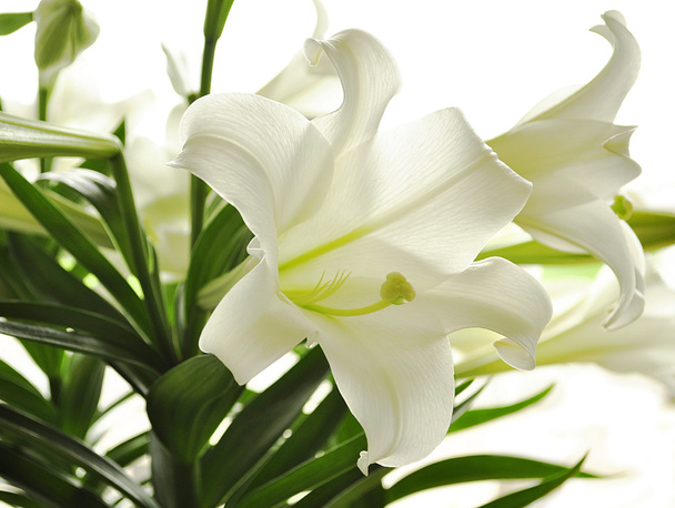 Lírio branco
 - Foto, Imagem
