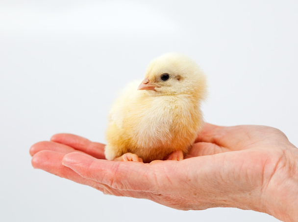 Μωρό κοτόπουλο στο χέρι - Φωτογραφία, εικόνα