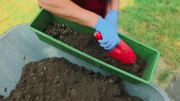 Spring hobby, pretty Caucasian senior woman transplanting in green plastic flower pot, houseplant with dirt or soil on table at garden, gardening tree plant in garden farm, green tropical, beauty and - Footage, Video