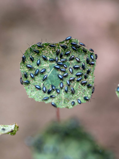 El nasturcio del jardín (Tropaeolum majus) infestado con escarabajo pulga de col (Phyllotreta cruciferae) o escarabajo pulga de crucífero. - Foto, Imagen