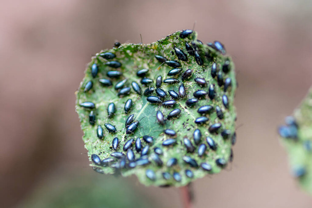 Bahçe nasturtiumu (Tropaeolum majus) lahana pire böceği (Phyllotreta haç böceği) veya haç böceği tarafından istila edilmiştir.. - Fotoğraf, Görsel