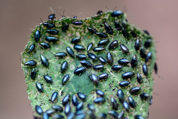 Il nasturzio da giardino (Tropaeolum majus) infestato da scarabeo delle pulci del cavolo (Phyllotreta cruciferae) o scarabeo delle pulci del crocifero. - Foto, immagini