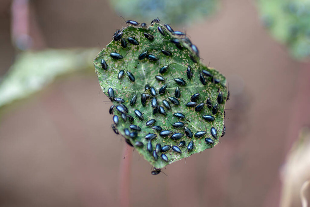 El nasturcio del jardín (Tropaeolum majus) infestado con escarabajo pulga de col (Phyllotreta cruciferae) o escarabajo pulga de crucífero. - Foto, imagen