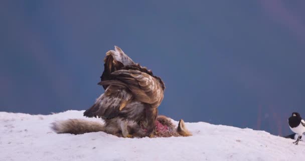 Grote gouden adelaar op zoek naar rivalen in winderige bergen in de winter. Langzame beweging en lage angszon bij zonsondergang. - Video