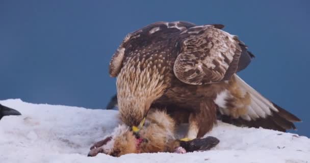 Close-up van grote steenarend die 's winters op dode vos in de bergen eet. Langzame beweging. - Video
