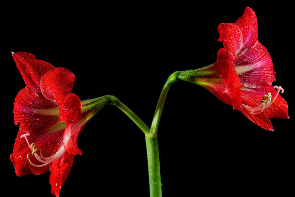 Ζωντανό κόκκινο λουλούδι amaryllis σε μαύρο φόντο, αναδεικνύοντας λεπτή ομορφιά στη φύση. - Φωτογραφία, εικόνα