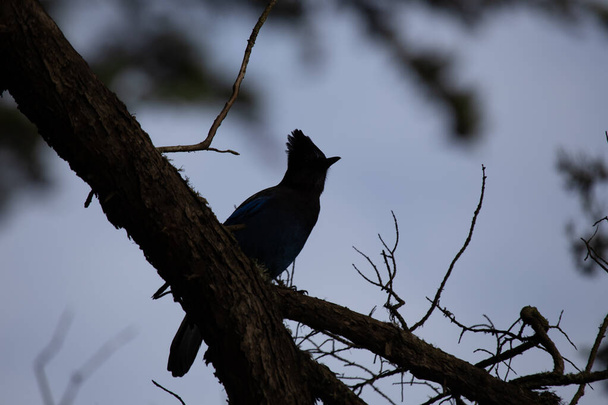 Стеллер Джей, родом із Західної Північної Америки, є вражаючим птахом, відомим своїм глибоким блакитним оперенням та характерним чорним гребенем. Ця стокова фотографія захоплює красу Джей Стеллера на гілці. - Фото, зображення