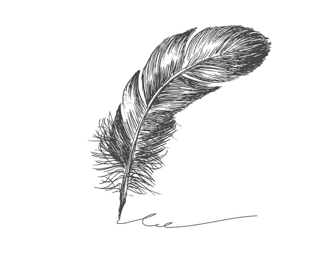 Vector Black and White Feather Pattern - Vector, Image