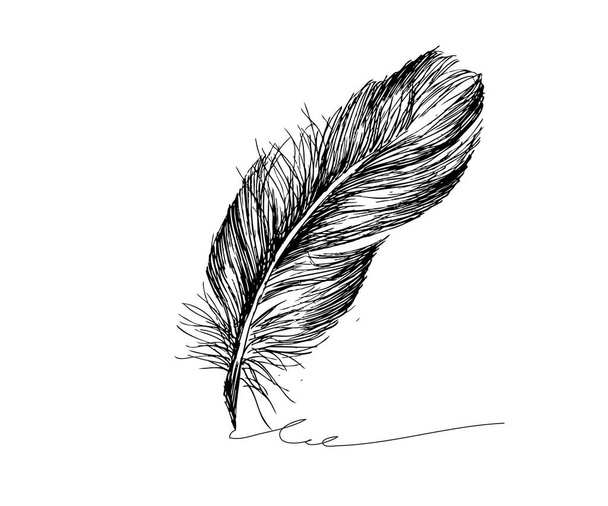 Vector Black and White Feather Pattern - Vector, Image
