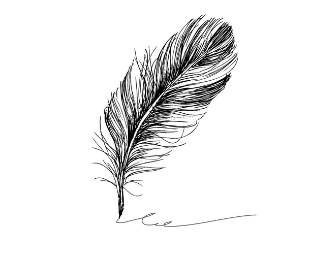 Feather Pattern hand drawn - Vector, Image