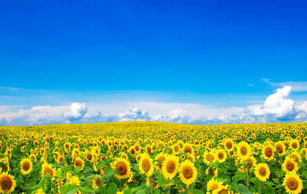 Blooming field of sunflowers - Photo, Image