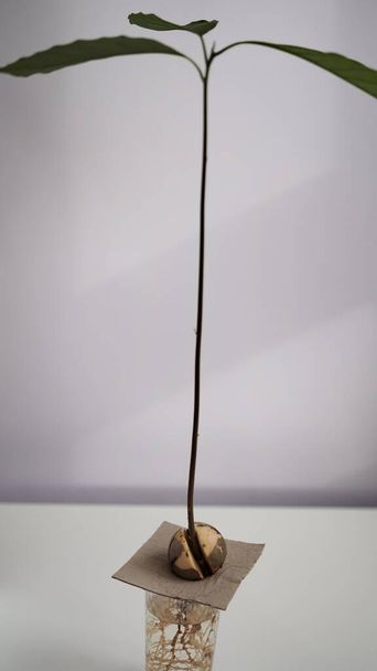Un joven brote de aguacate fresco germina y echa raíces de una semilla en un vaso de precipitados con agua sobre un fondo blanco. Germinación de semillas de aguacate, jardinería casera - Foto, Imagen