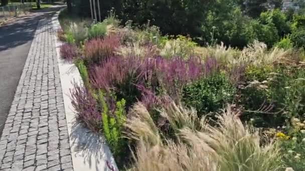 黒石の石畳のタイル、花崗岩の縁石秋の紫色の白と黄色のキャスターと市内公園、テラスでセージと観賞用の草の正方形の多年草や草と秋の花壇 - 映像、動画