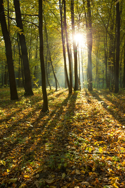 Sunlight in green forest - Фото, зображення
