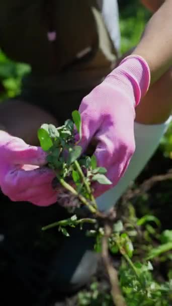 primer plano tiro de manos joven agricultora con botas de goma y guantes con planta en su jardín. Imágenes de alta calidad 4k - Imágenes, Vídeo