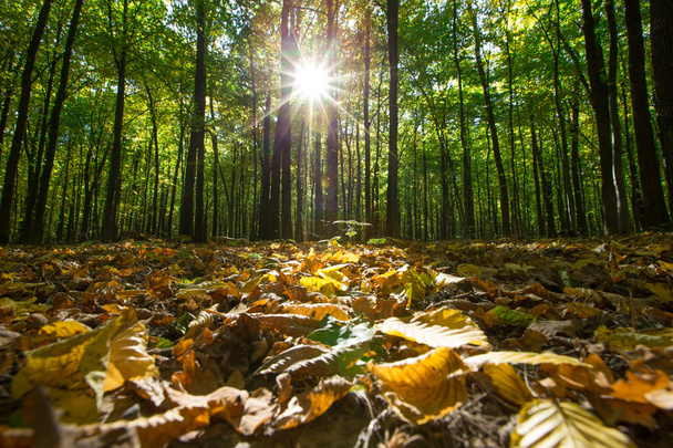 Sunlight in autumn  forest - Foto, afbeelding
