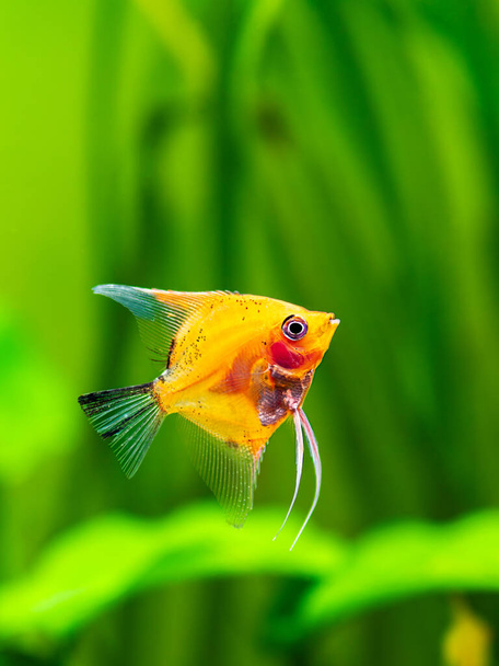 Pesce angelo diavolo rosso in pesce serbatoio con sfondo sfocato (Pterophyllum scalare) - Foto, immagini