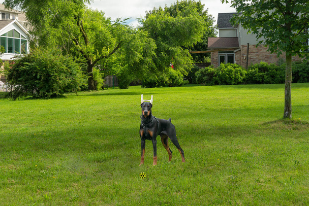 Doberman with ears bandaged after cropping runs after the ball - Фото, изображение