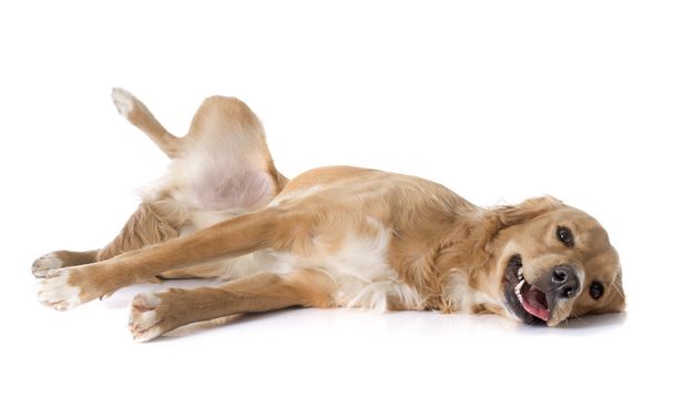 zmęczony złoty pies myśliwski - Zdjęcie, obraz