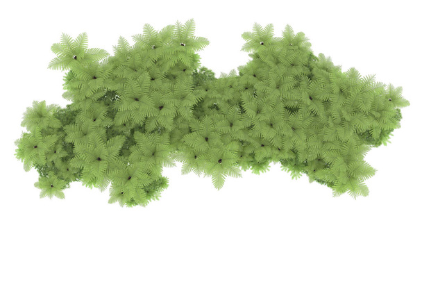 Trooppinen metsä eristetty taustalla. 3d-renderointi - kuvitus - Valokuva, kuva