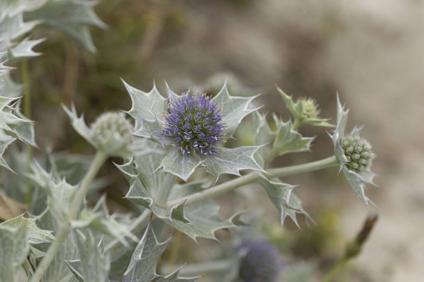 The blue thistle, emblem of the coast - Eryngium maritinum, on a sandy beach in Brittany, France - Photo, Image
