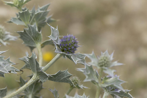 The blue thistle, emblem of the coast - Eryngium maritinum, on a sandy beach in Brittany, France - Photo, Image