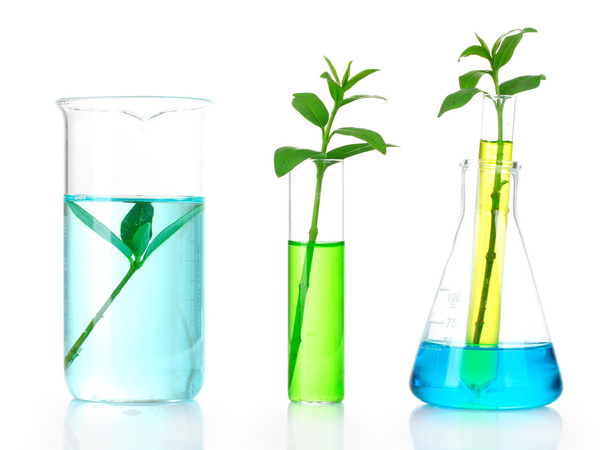 Plants in a test tube - Foto, Imagem