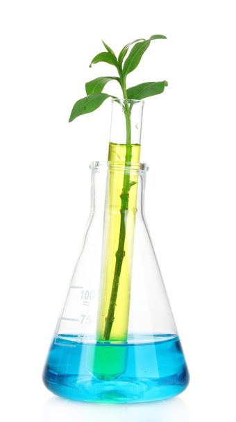 Plants in a test tube - Fotografie, Obrázek