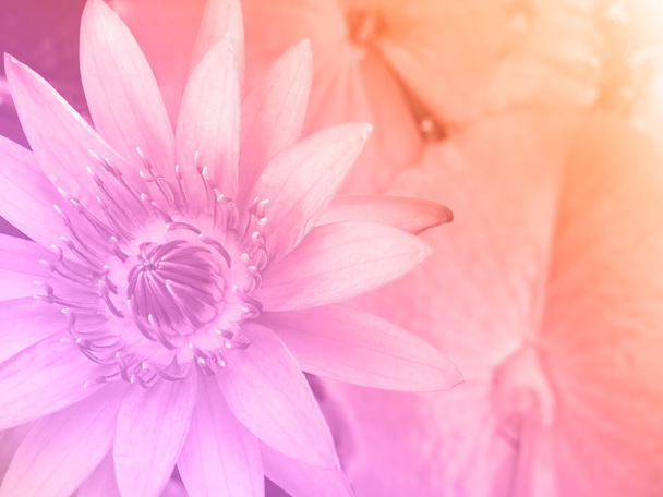 Lily de agua de color dulce
 - Foto, Imagen