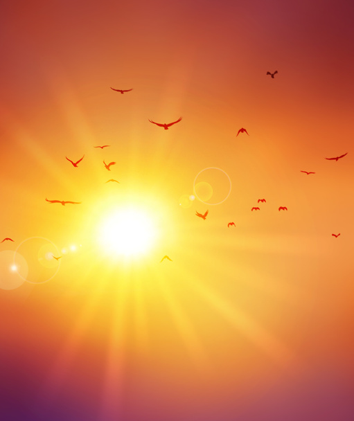літнього сонця
 - Фото, зображення