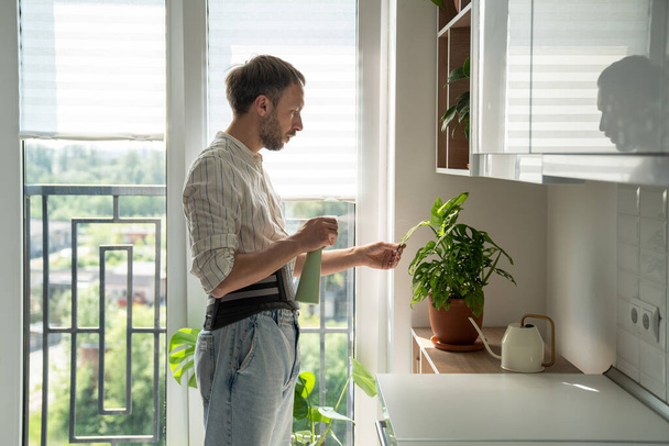 Man in sick leave taking care houseplants at home on kitchen wearing back support belt corset on lower back to treatment of hernia, relieve stress on spine, postoperative recovery. Back pain problems. - Photo, Image