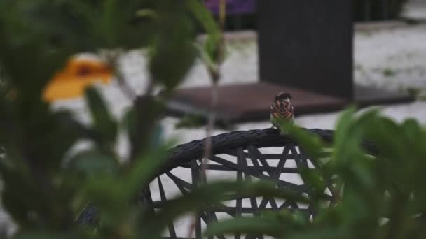 Sperlingsvogel fliegt von einer Parkbank weg, Pflanzen mit Bokeh im Vordergrund. Hochwertiges 4k Filmmaterial - Filmmaterial, Video