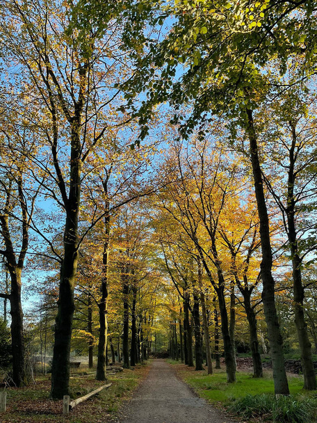 Beautiful autumn landscape in the park - Fotó, kép