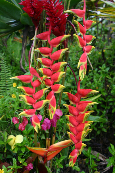 Heliconia Flower Cluster - Photo, Image