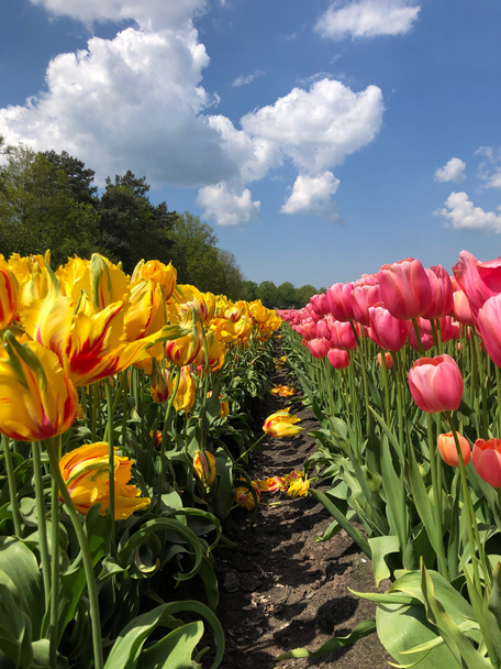 Поле красивых красочных тюльпанов в Нидерландах - Фото, изображение