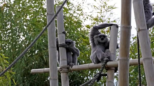 Silvery gibbon, Hylobates moloch. The silvery gibbon ranks among the most threatened species. - Footage, Video