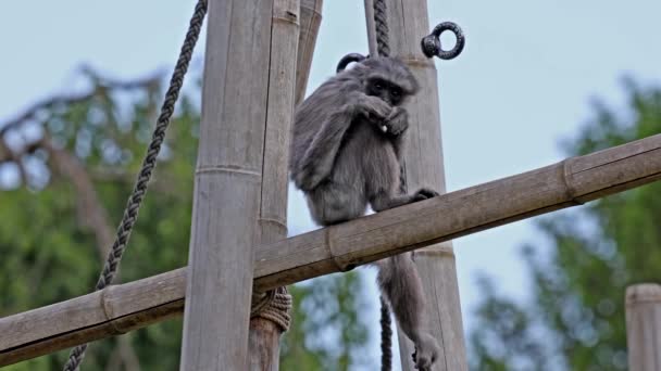 Gümüş maymunu, Hyloates Moloch. Gümüş renkli şebek, en çok tehdit edilen türler arasında yer alıyor.. - Video, Çekim