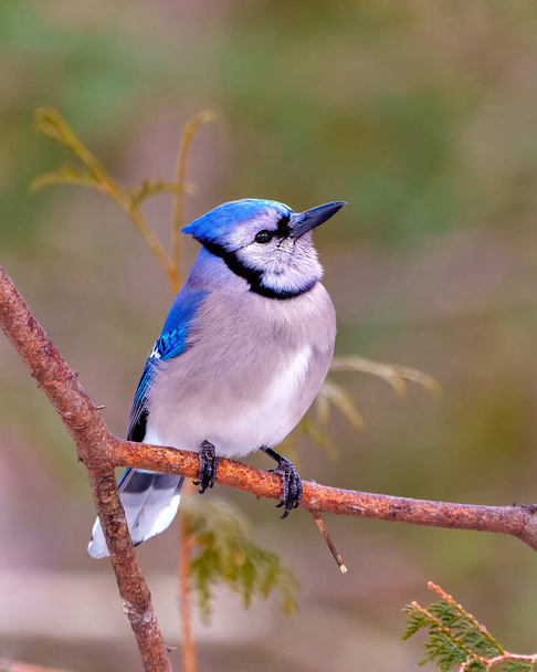 Blue Jay close-up view perched on a tree branch and looking towards the sky with a forest blur background in its environment and habitat surrounding displaying blue feather plumage. Jay Picture. - Fotó, kép