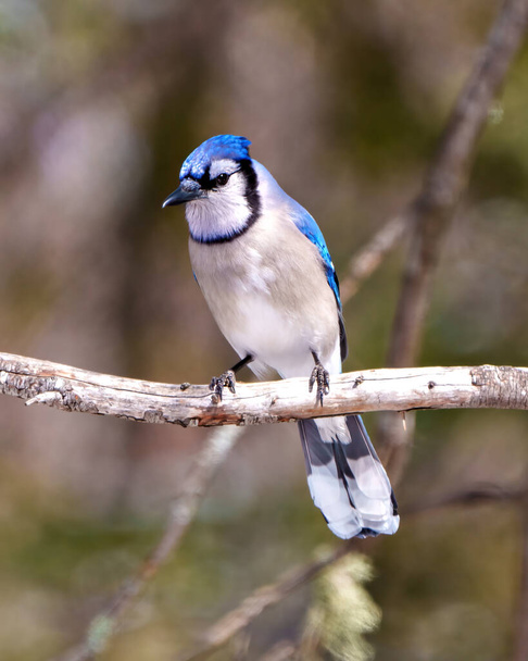 Blue Jay close-up front view perched on a branch with a blur soft background in the forest environment and habitat surrounding displaying blue feather plumage wings. Jay Picture. Portrait. - Φωτογραφία, εικόνα