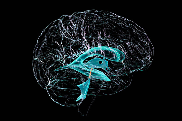 Aivojen akvedukti, kapea kanava keskiaivoissa, joka yhdistää kolmannen ja neljännen kammion, mikä helpottaa aivo-selkäydinnesteen virtausta, 3D-kuvaa, sivunäkymää. - Valokuva, kuva