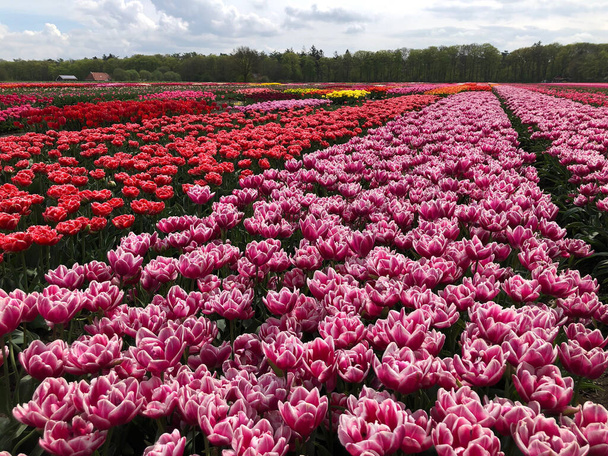 Campo de hermosas flores de tulipán de colores en Holanda - Foto, Imagen