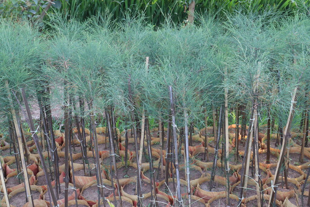 Casuarina Equisetifolia Pflanze auf Kinderstube für die Ernte sind Cash Crops - Foto, Bild