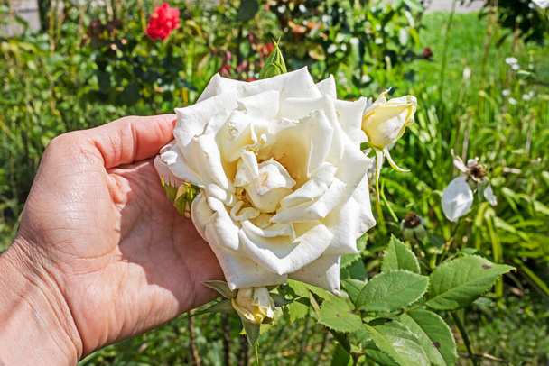 庭に白いバラの芽を手で抱えています. 花のケア,栽培,病気について - 写真・画像