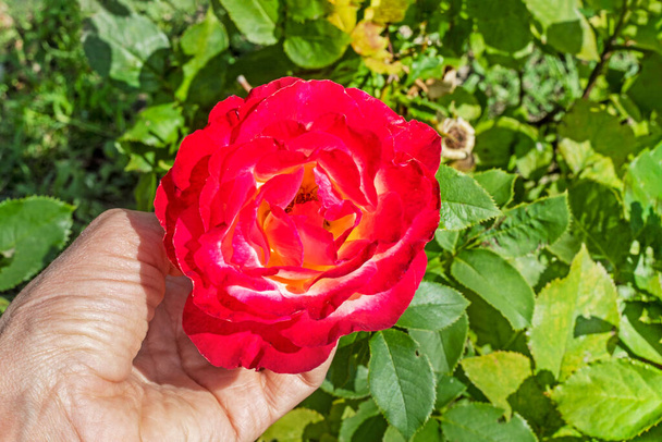 sostenga en la mano un capullo de rosa roja abierta en el jardín. Cuidado, cultivo y enfermedad de las flores - Foto, Imagen