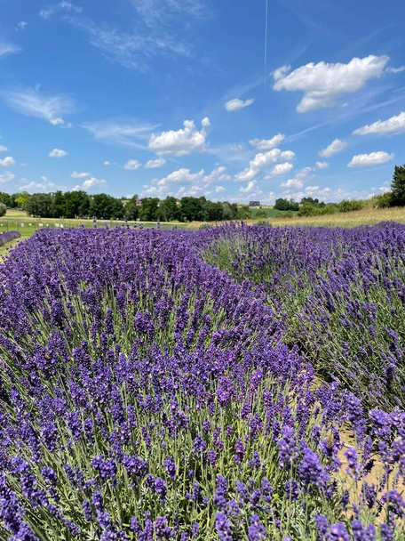 lavender field and blue sky - Fotó, kép