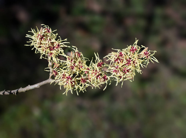 Witch Hazel--Hamamelis--blooming in Winter,Germany - Photo, Image