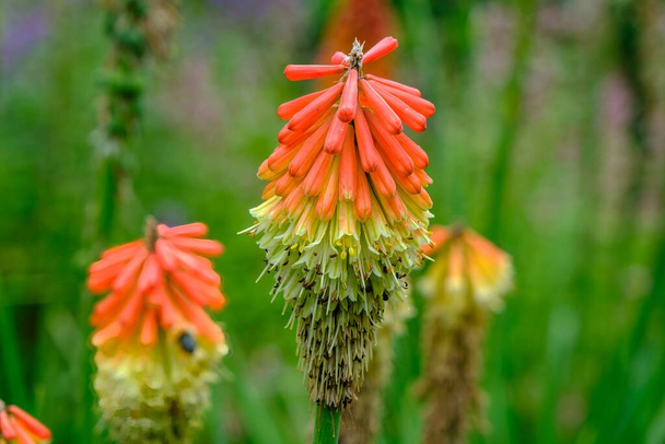 Kniphofia Papaya Popsicle beautiful flower in botanic garden. - Foto, Imagem