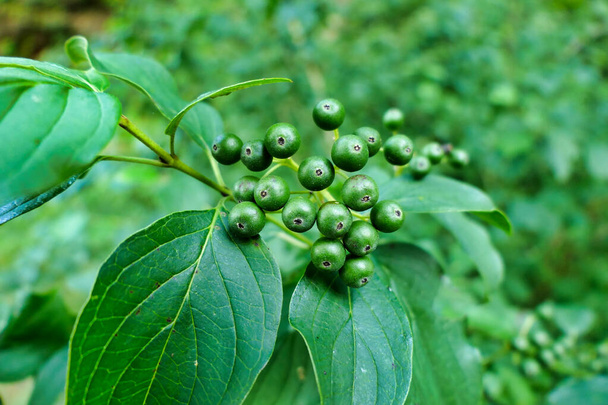 Green berries of the Common Dogwood Tree (Cornus sanguinea) before changing to black - Photo, Image