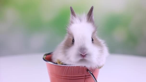 バケツに座って赤ちゃんウサギ - 映像、動画
